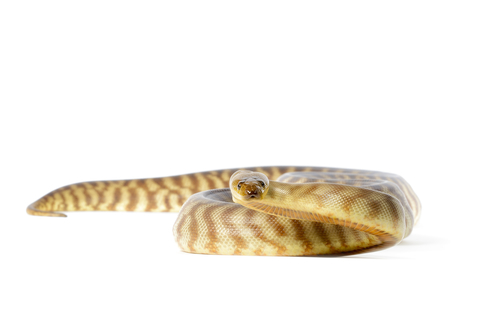 Woma Python For Sale, Woma Python For Sale Cheap, Woma Python For Sale Near Me, Woma Python For Sale Canada, Woma Python For Sale Europe, Woma Python For Sale Uk